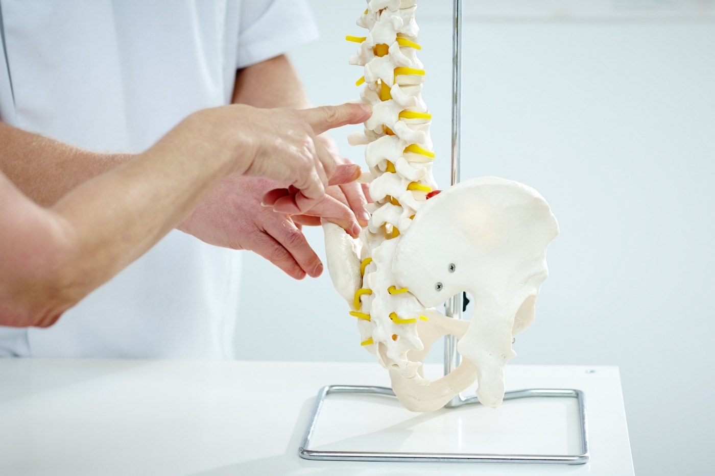 A clinician pointing to the lower vertebrae of a model spine and pelvis