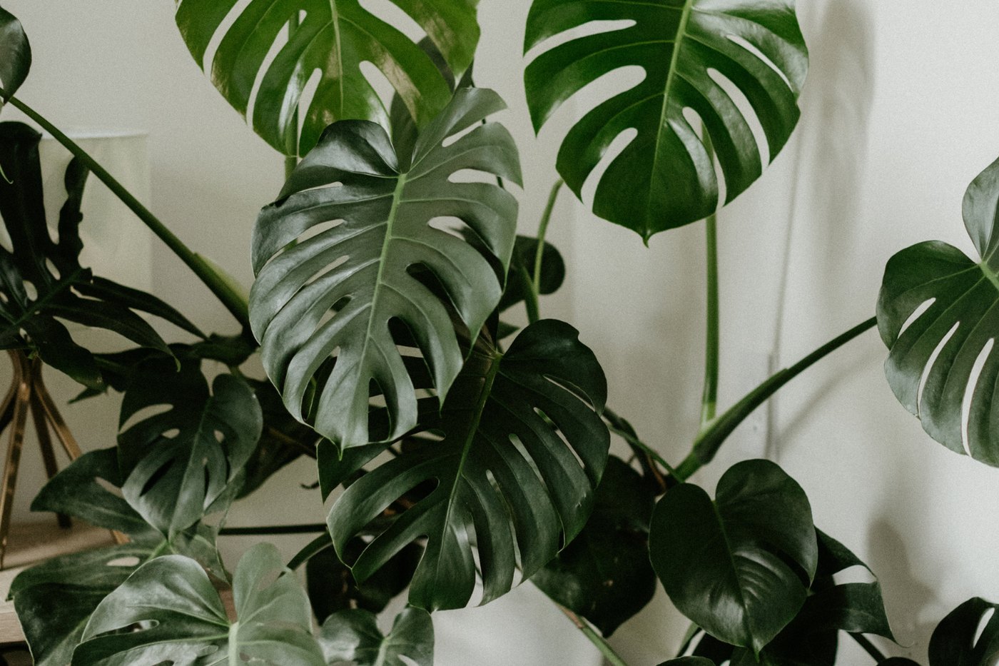 Monstera leaves against a white wall at The Healing Centre